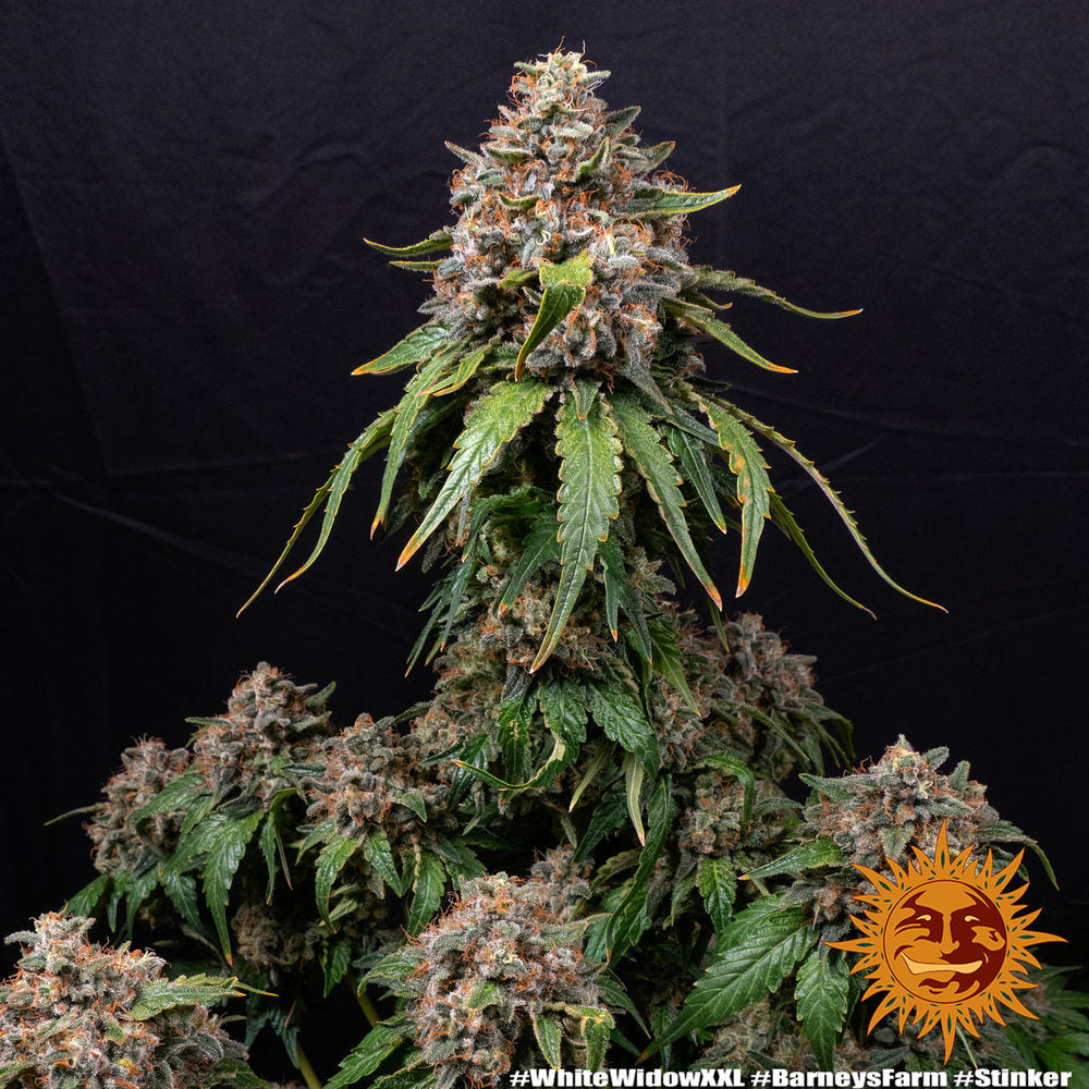 White Widow XXL - Seasonal Seeds