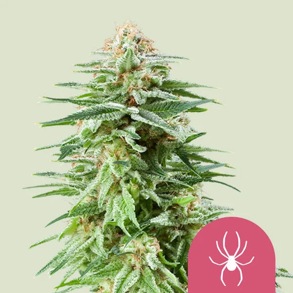 White Widow - Semi Stagionali