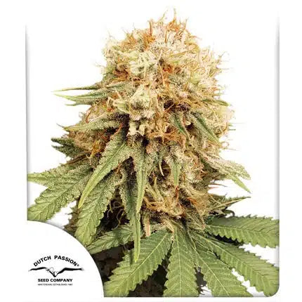 White Widow - Semi Stagionali