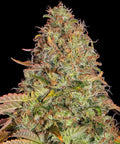 Zkittlez OG Auto - Autoflowering Seeds