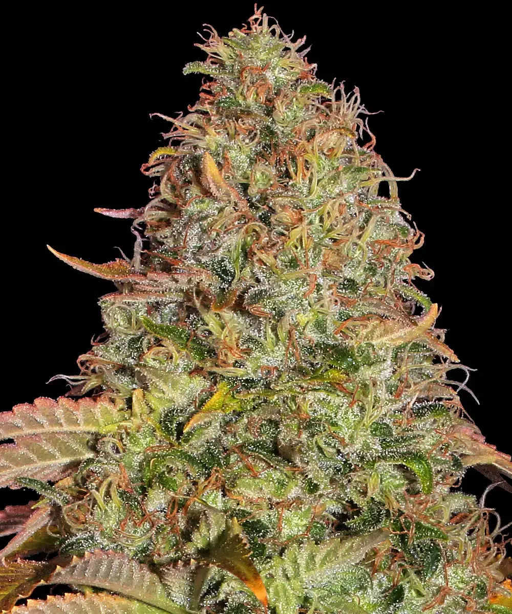 Zkittlez OG Auto - Autoflowering Seeds