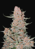 Ztrawberriez Auto - Autoflowering Seeds