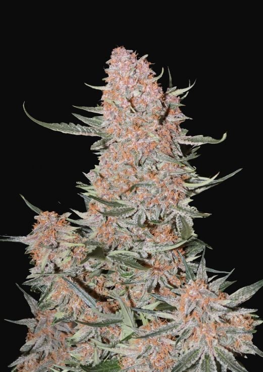 Ztrawberriez Auto - Autoflowering Seeds