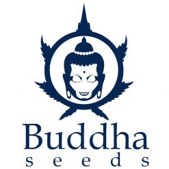 Buddha Seeds Autofiorenti