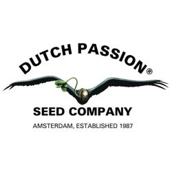 Dutch Passion Autofiorenti