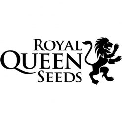 Royal Queen Seeds Autofiorenti