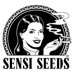 Sensi Seeds Autofiorenti