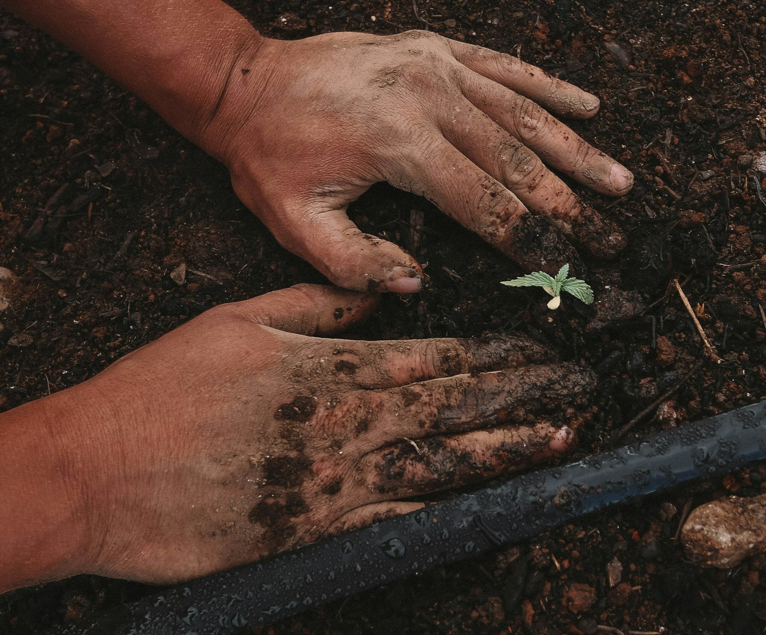 mani che piantano nel terreno un germoglio di canapa